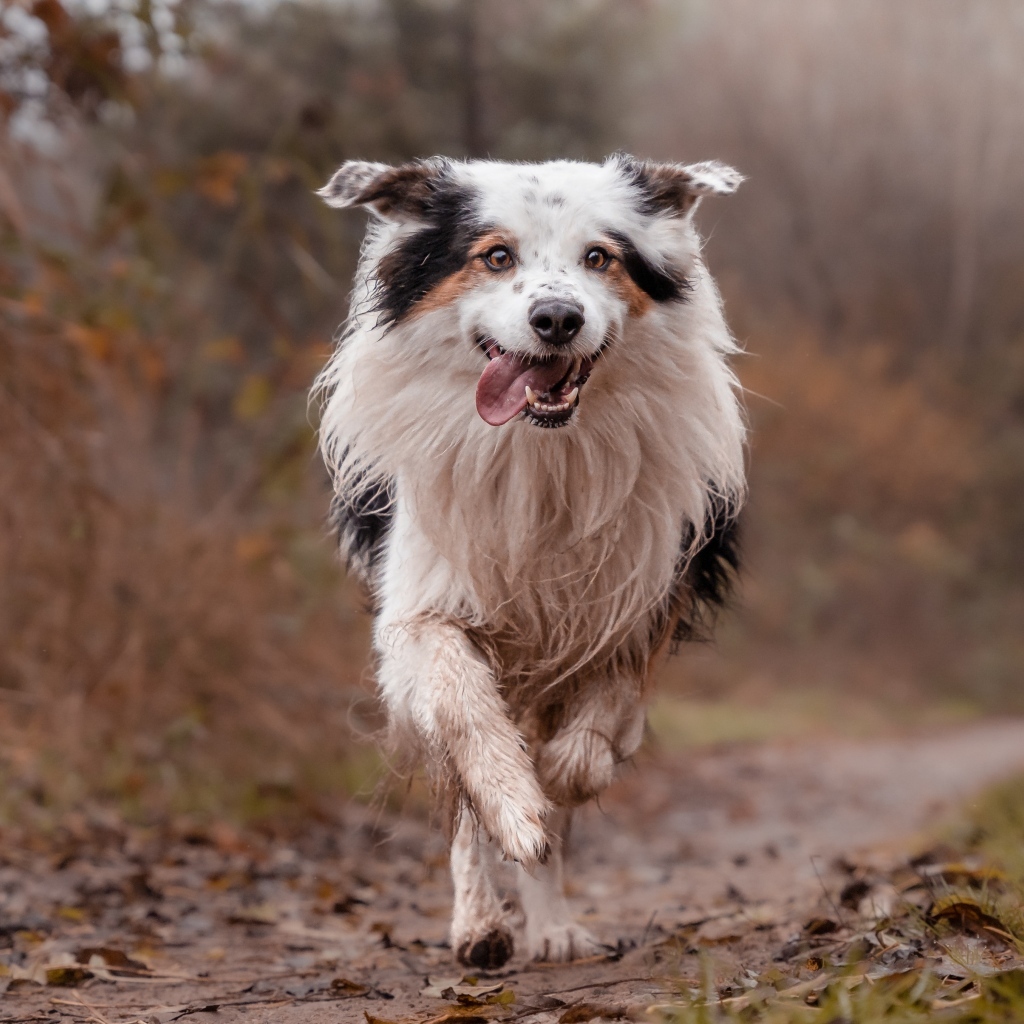 Собака породы бордер колли с высунутым языком