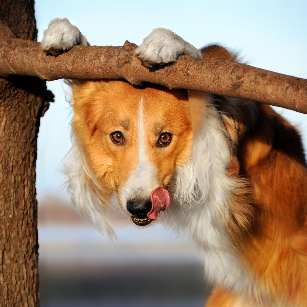 Собака бордер колли с высунутым языком у ветки