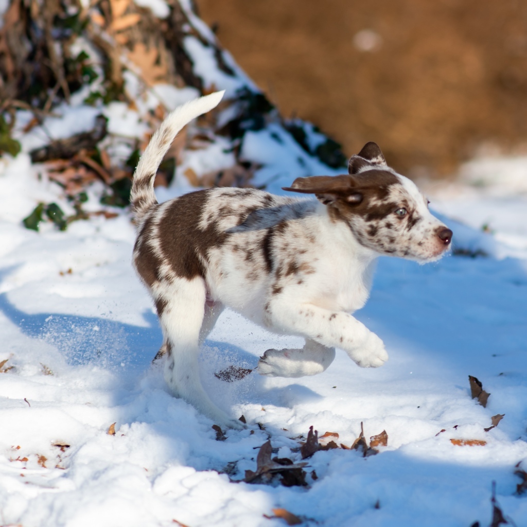 Веселый щенок бежит по снегу