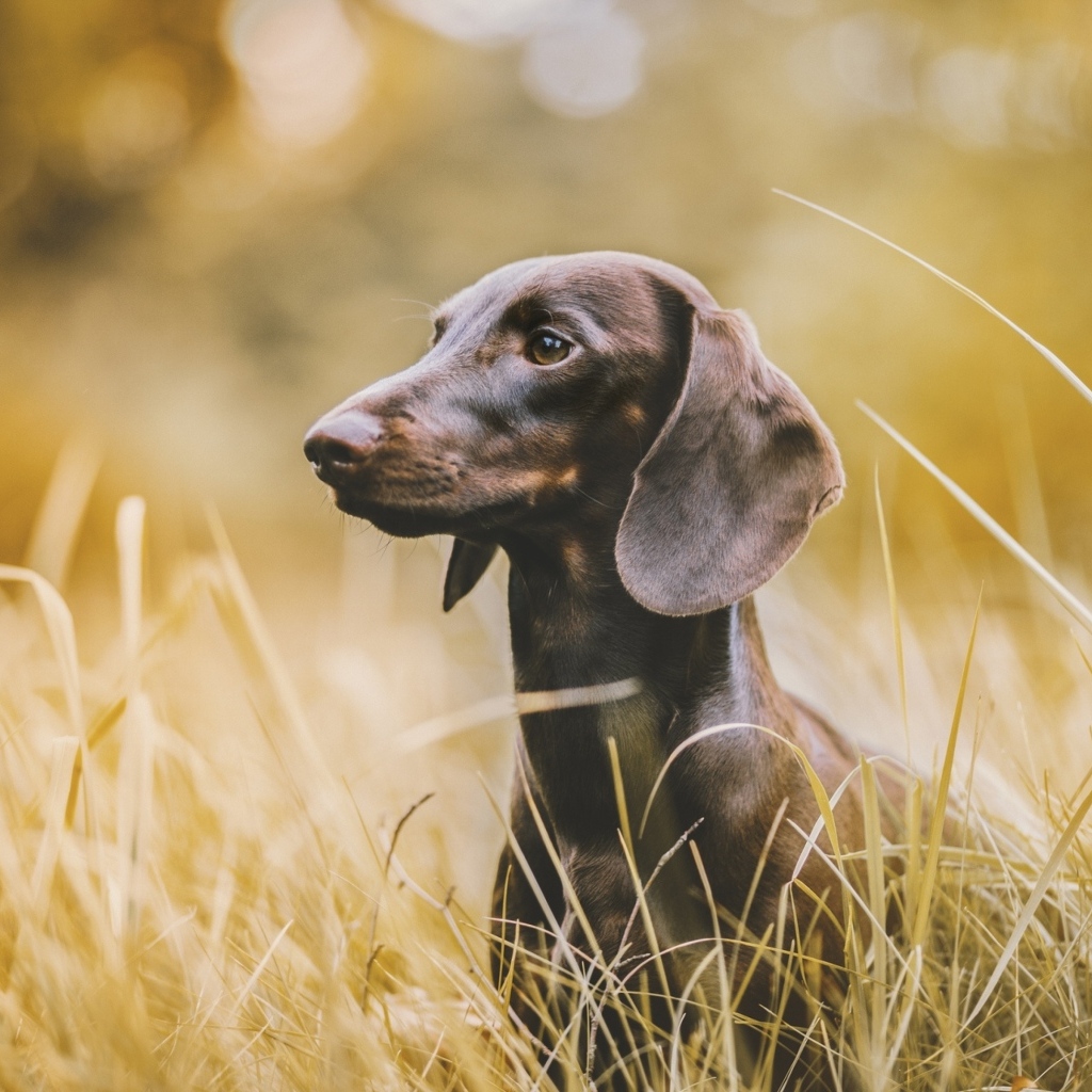 Такса сидит в высокой траве