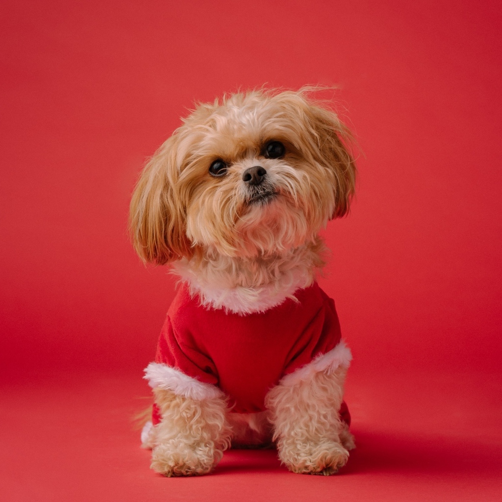 Собака в новогоднем костюме на красном фоне