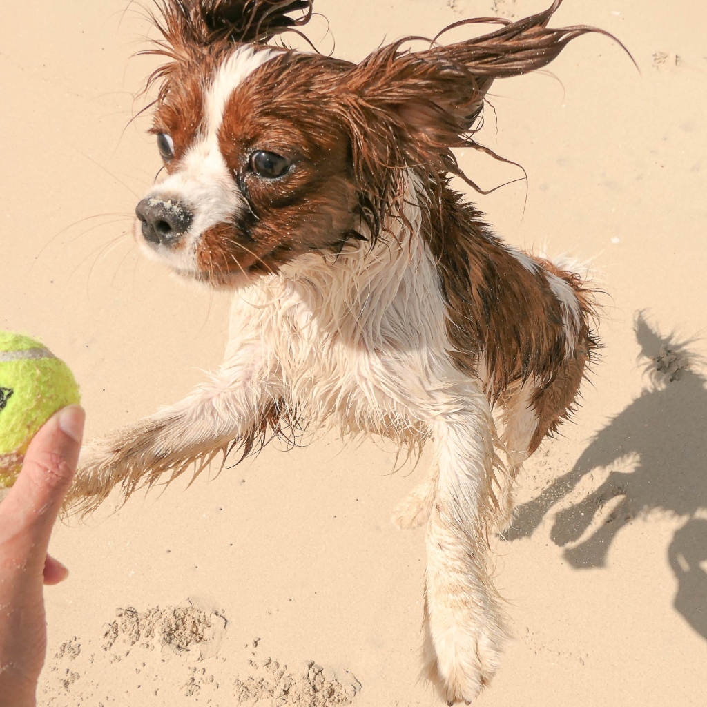 Собака играет с мячом на песке