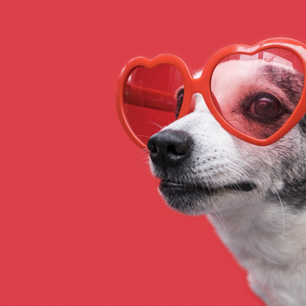 Собака в очках в форме сердца на красном фоне