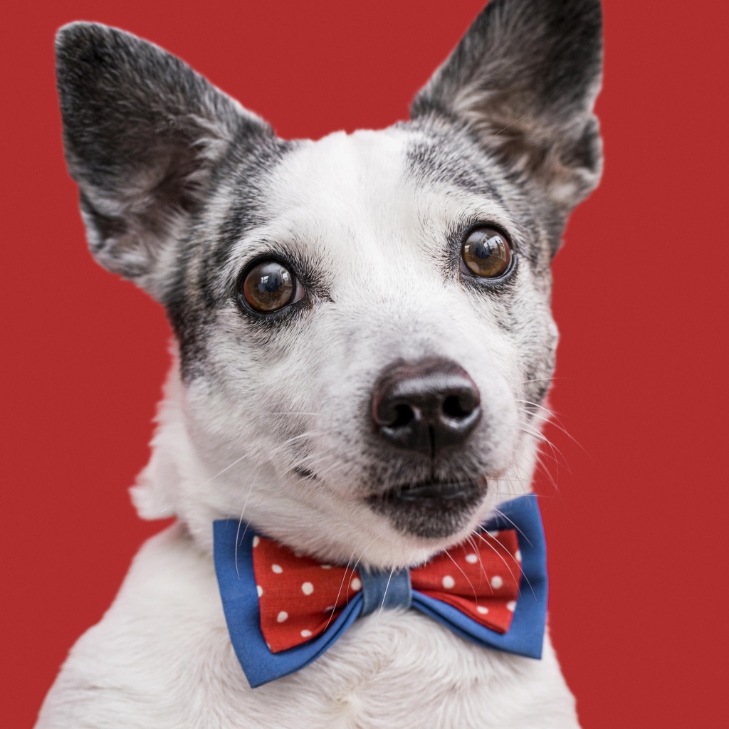 Собака с бантиком на красном фоне