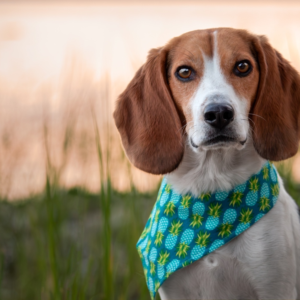 Собака с платком на шее