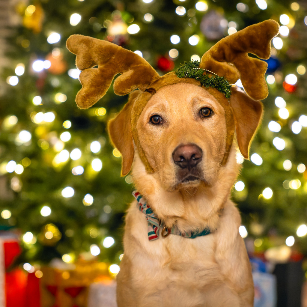 Собака с рогами оленя у новогодней ели