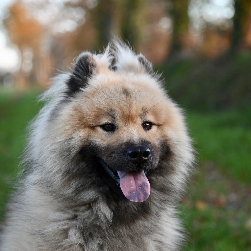 Евразийский щенок с высунутым языком