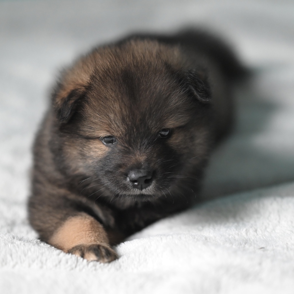 Щенок евразиер лежит на белой кровати