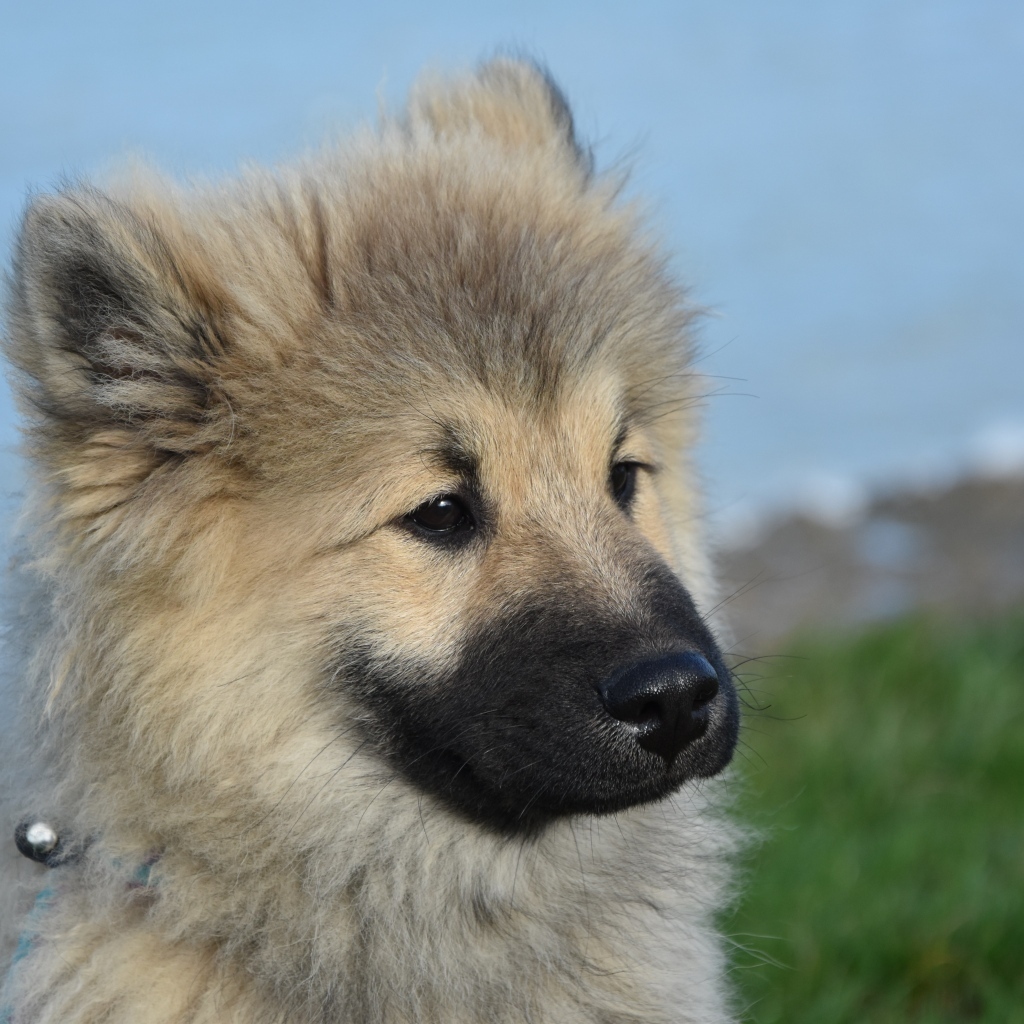 Щенок евразиер на зеленой траве