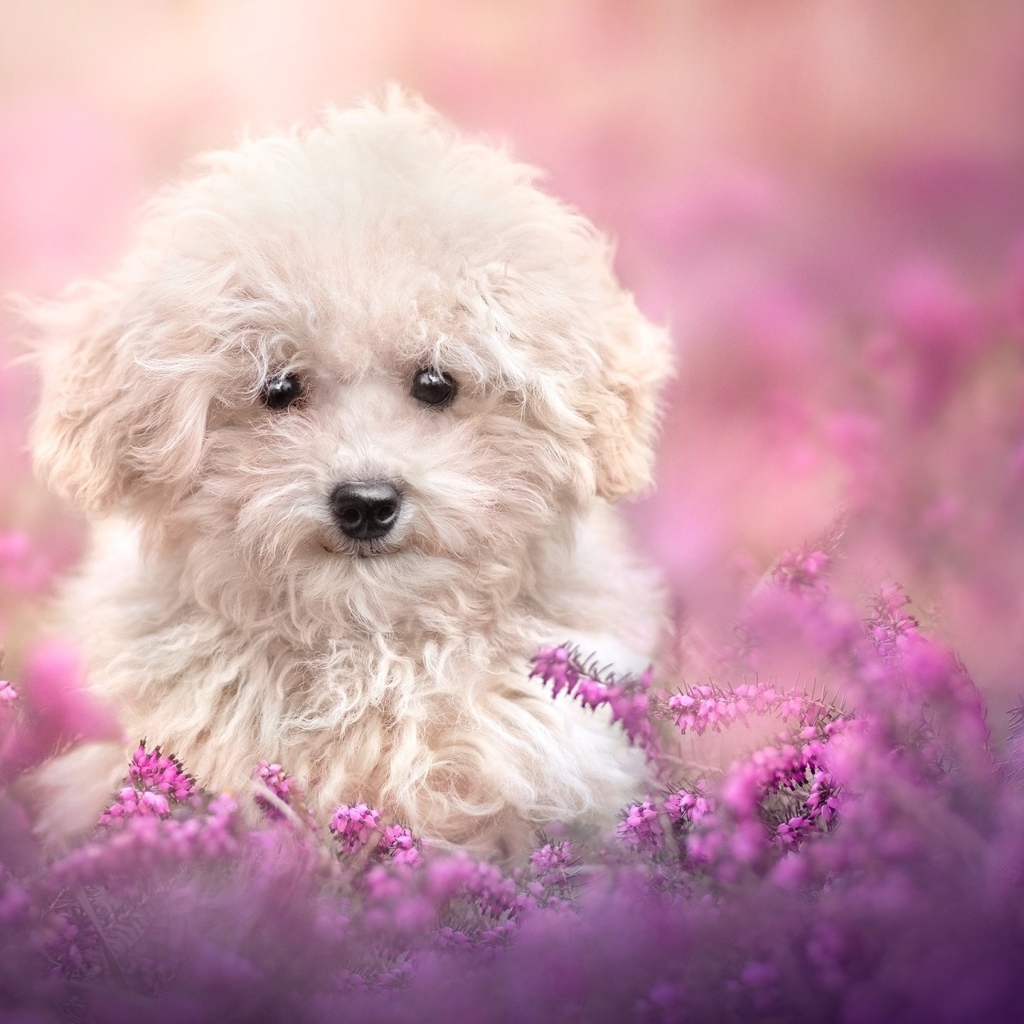 Пушистый белый пес в розовых цветах