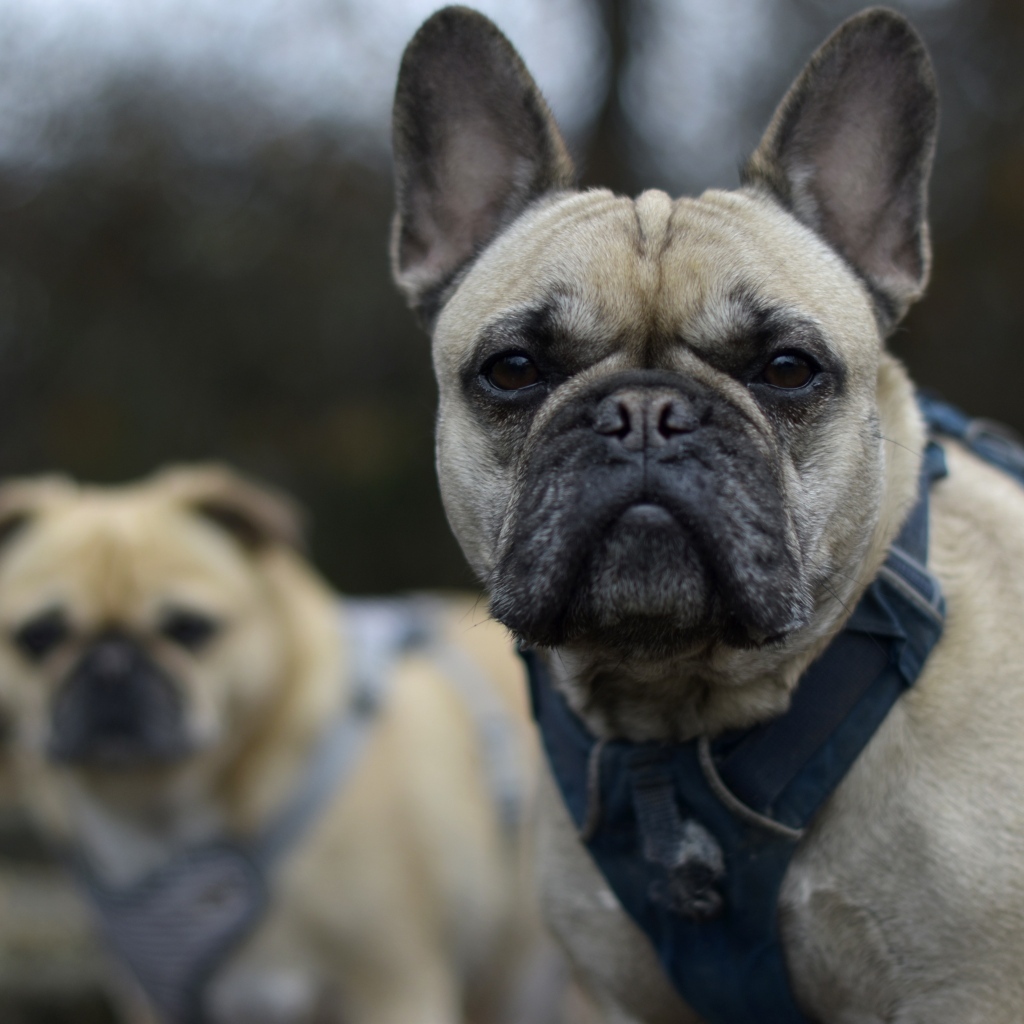 Французский бульдог в шлейке крупным планом