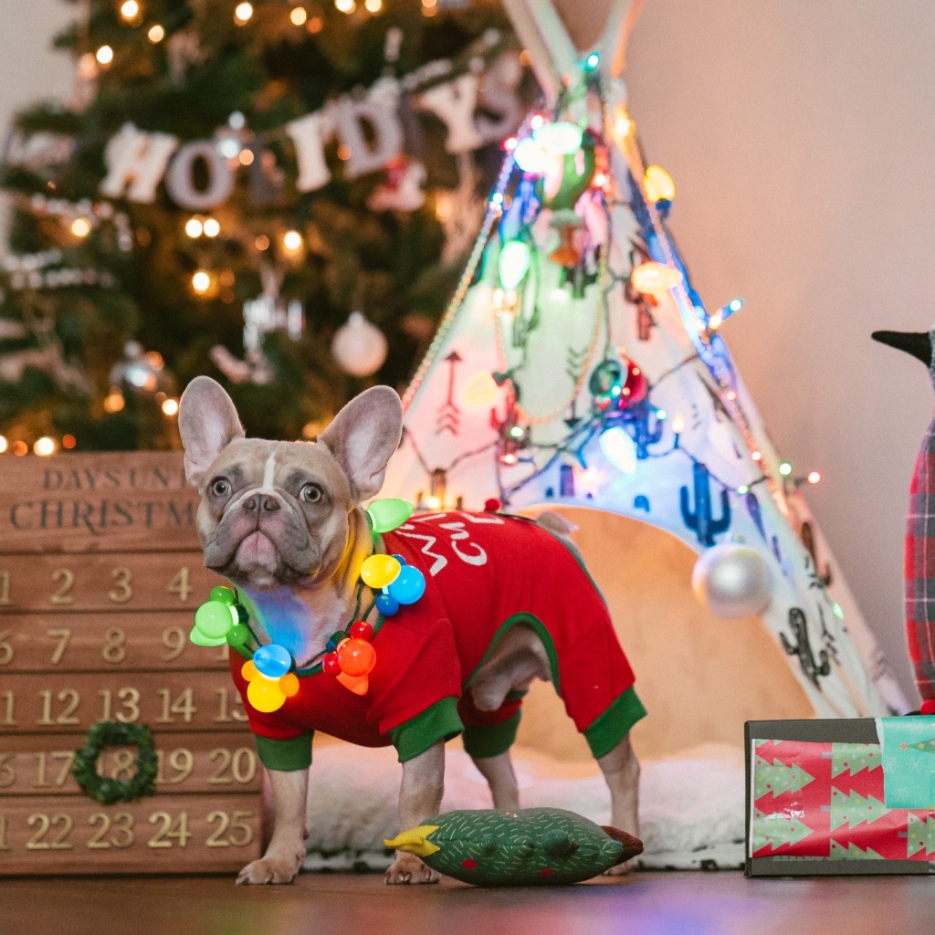 Французский бульдог с декором на Рождество