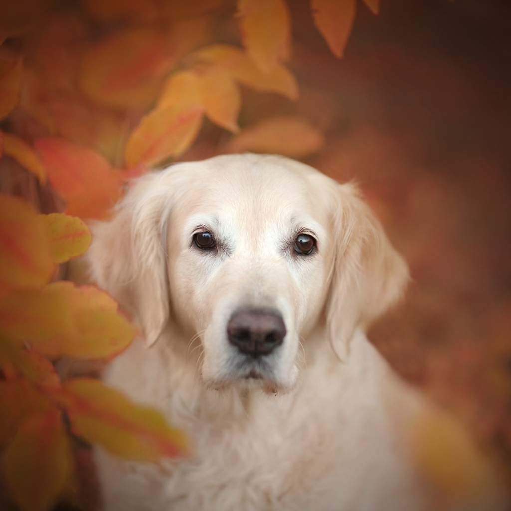 Золотистый ретривер прячется в желтых листьях