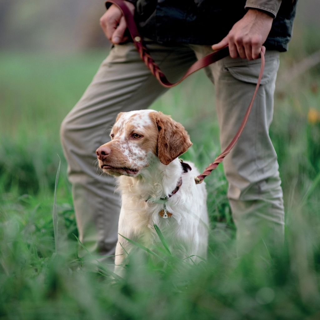 Охотничья собака с хозяином в траве