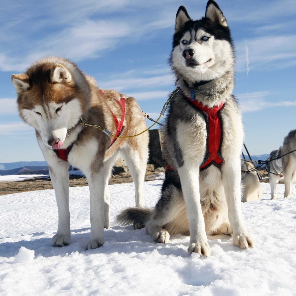 Хаски в упряжке на снегу