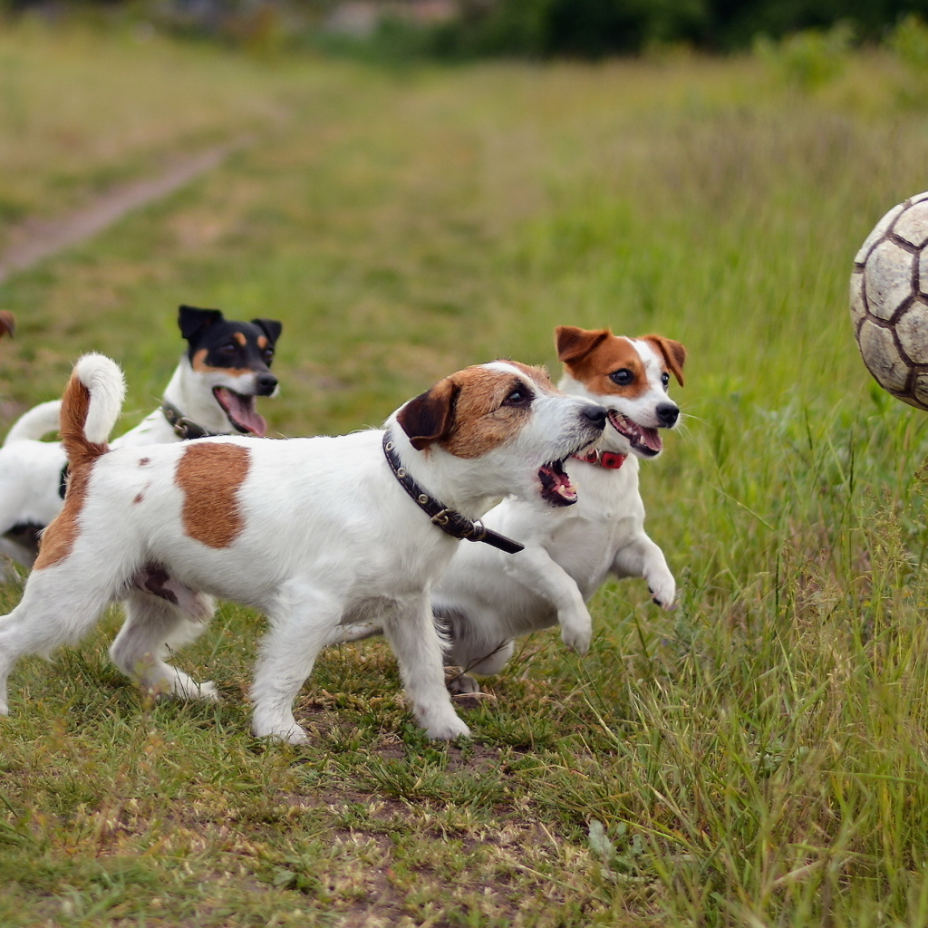 Собаки породы джек рассел терьер играют с мячом