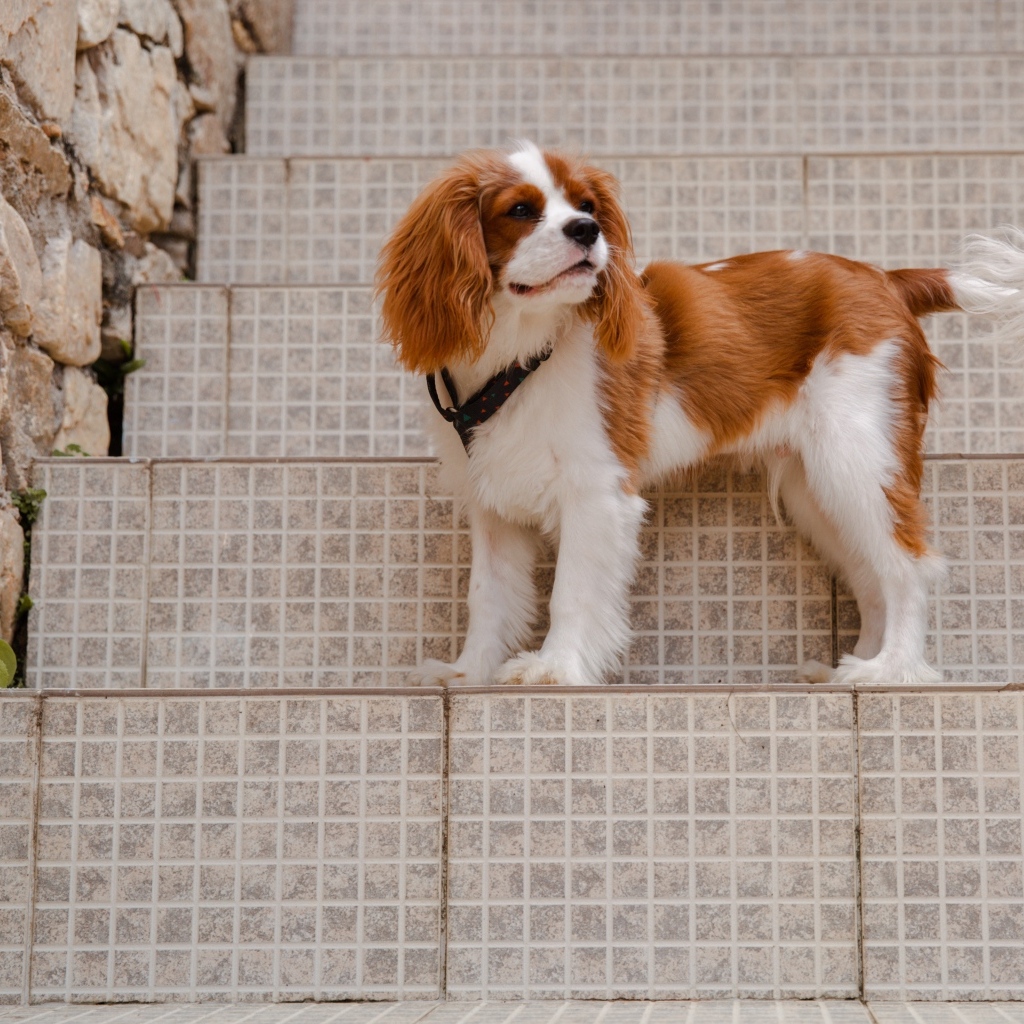 Кинг-чарльз-спаниель стоит на ступеньках