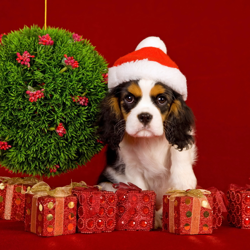 Кинг чарльз спаниель с подарками на Рождество