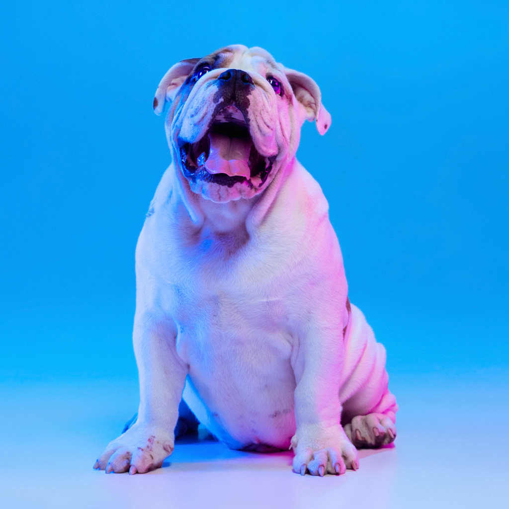 Большой английский бульдог на голубом фоне