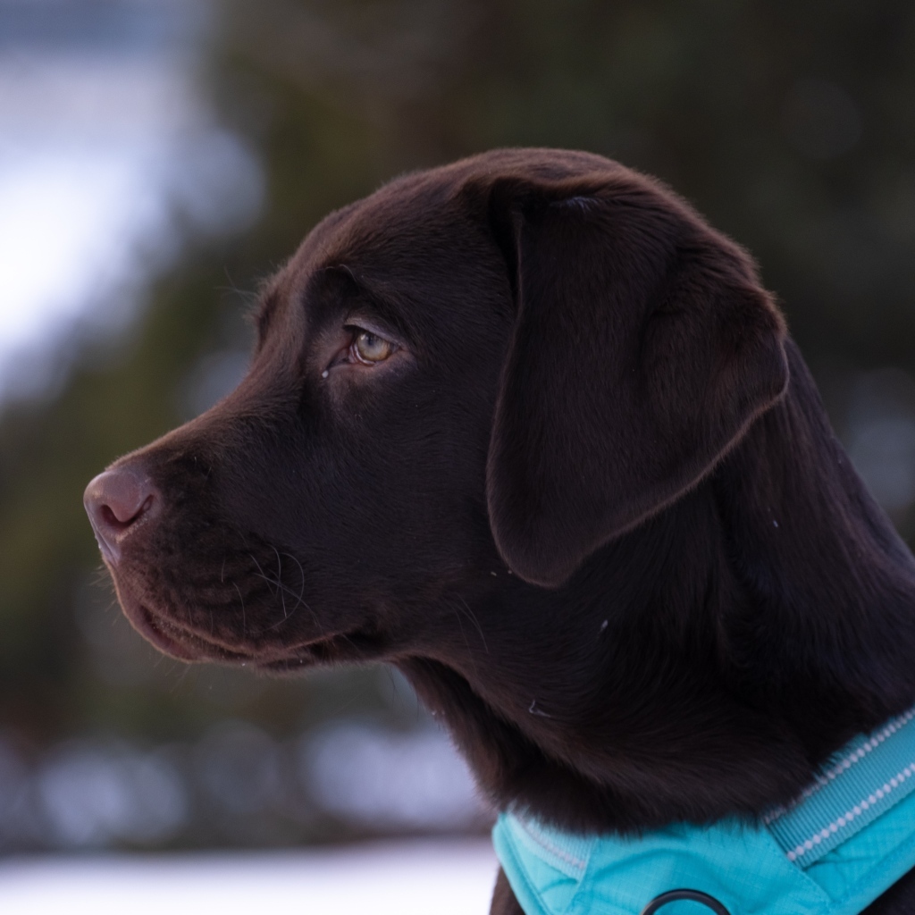 Большой коричневый лабрадор в голубом ошейнике