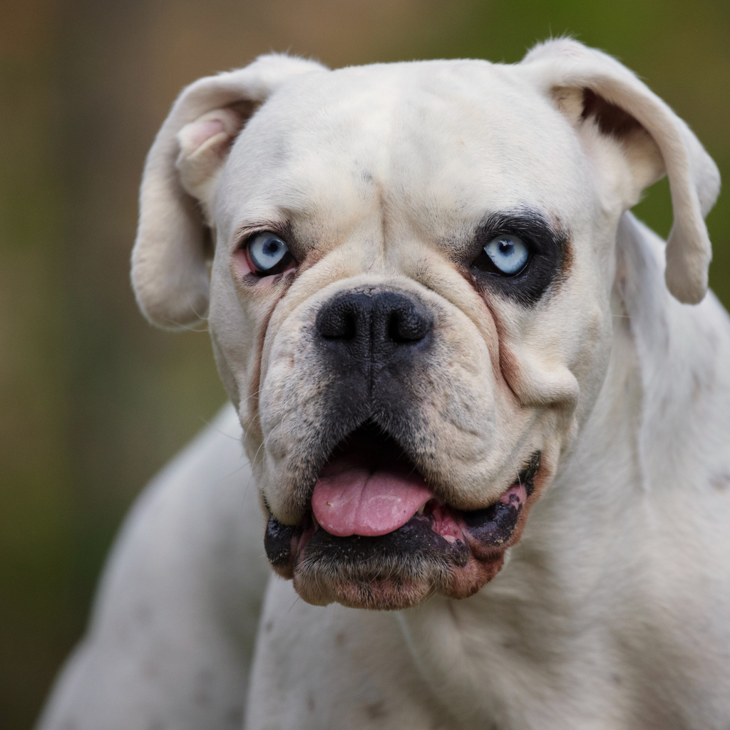 Большой белый немецкий боксер с голубыми глазами