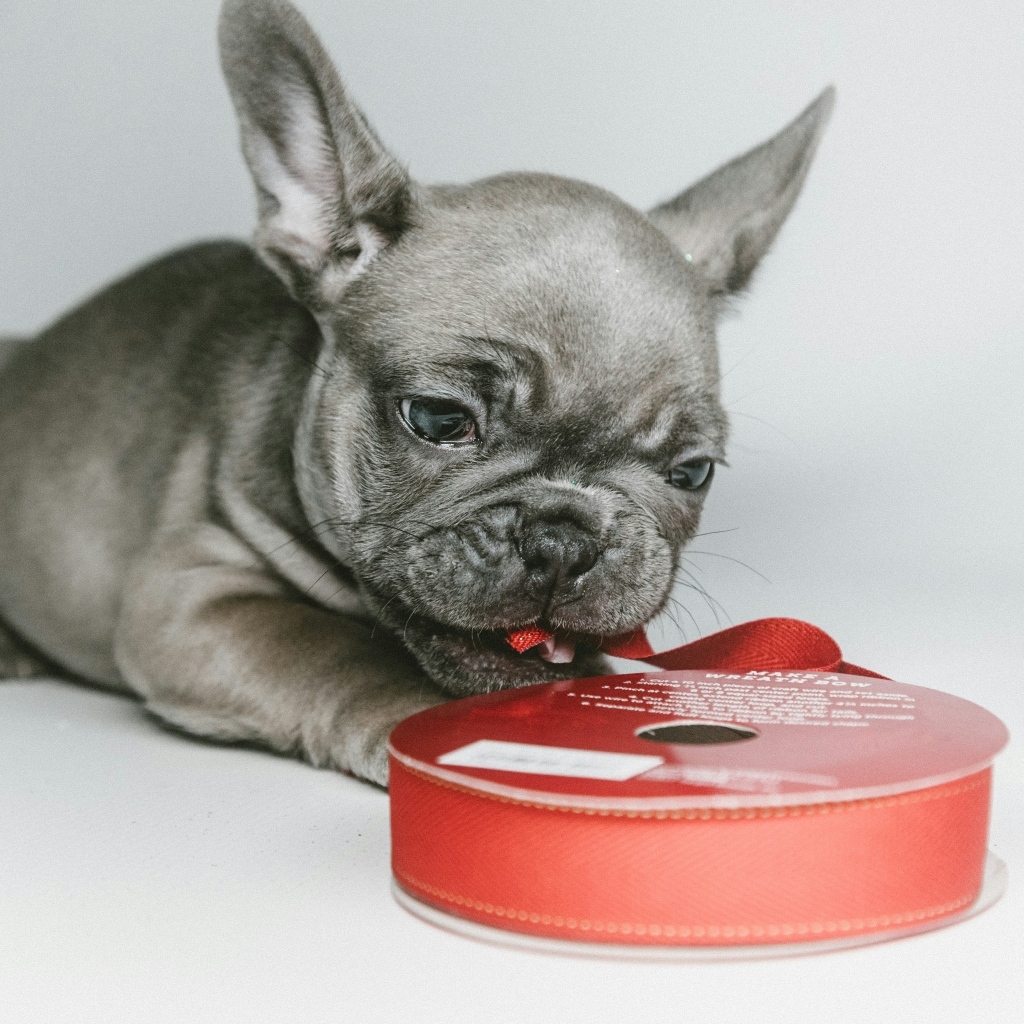 Маленький французский бульдог грызет ленту