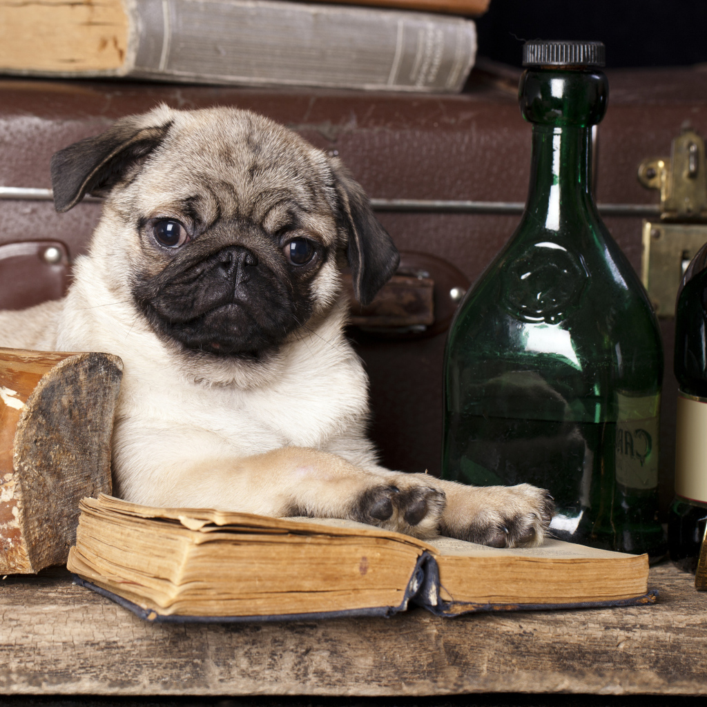 Маленький мопс с книгой и бутылками