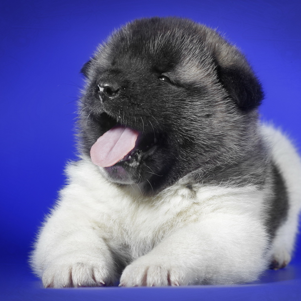 Маленький щенок с розовым языком зевает