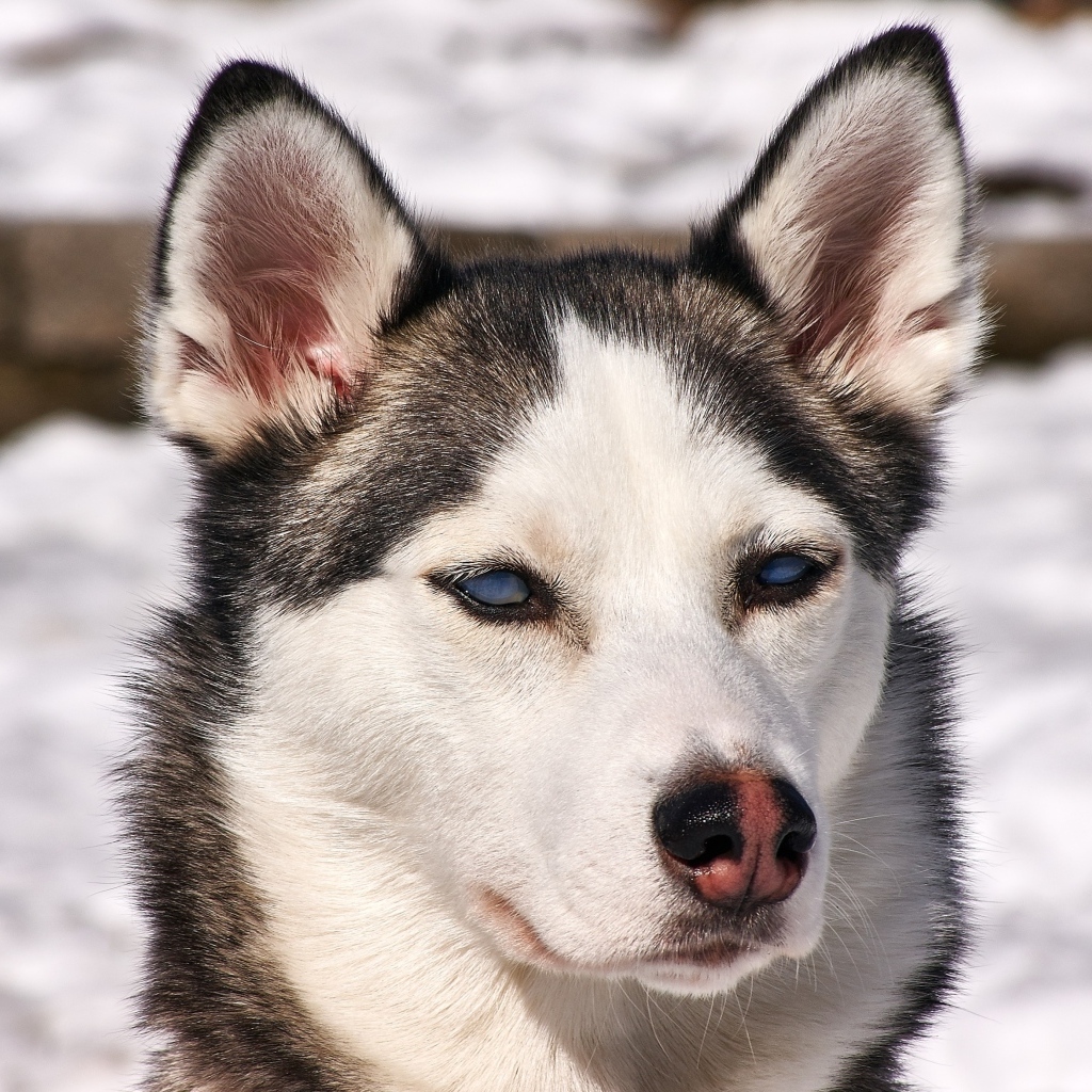 Морда голубоглазой хаски крупным планом