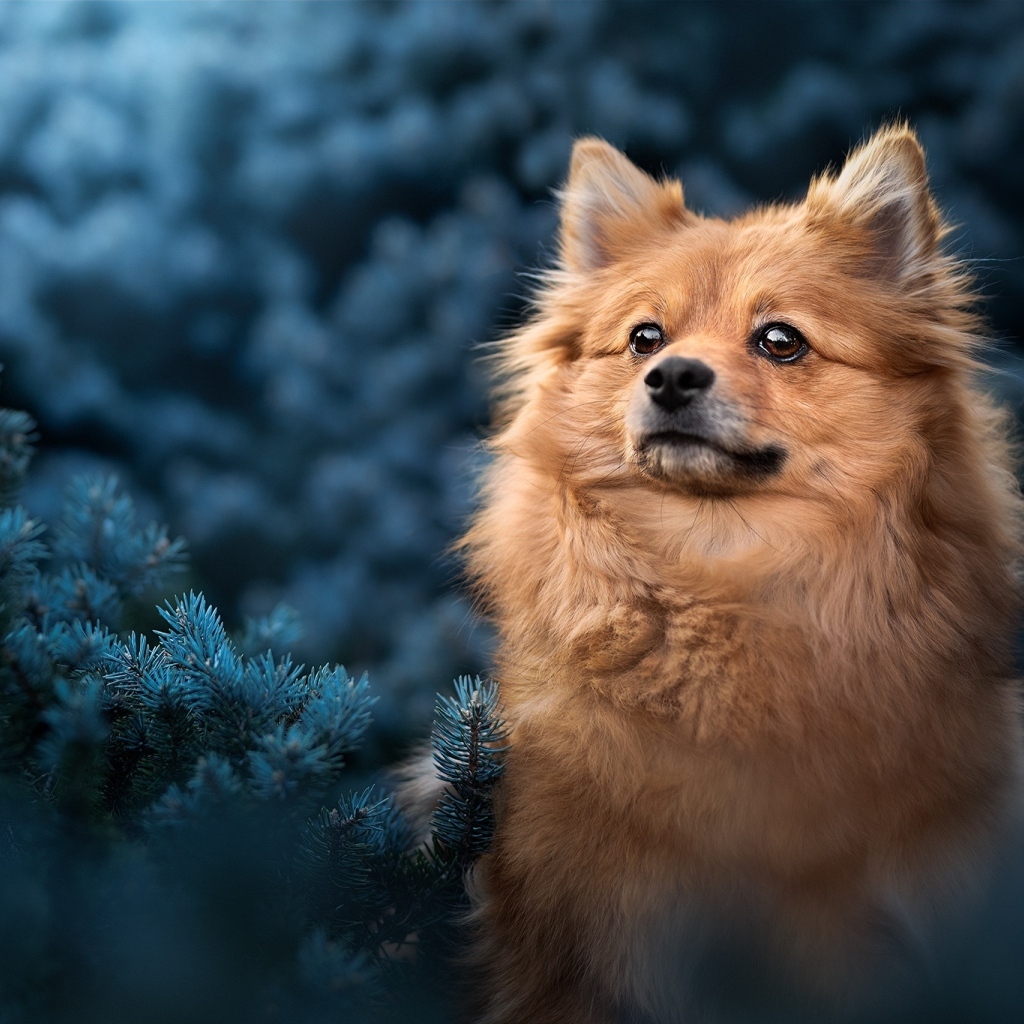 Померанский шпиц сидит в еловых ветках