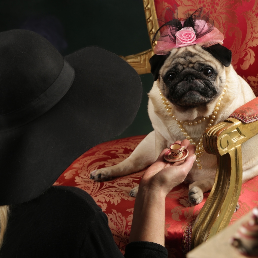 Мопс в костюме сидит в кресле
