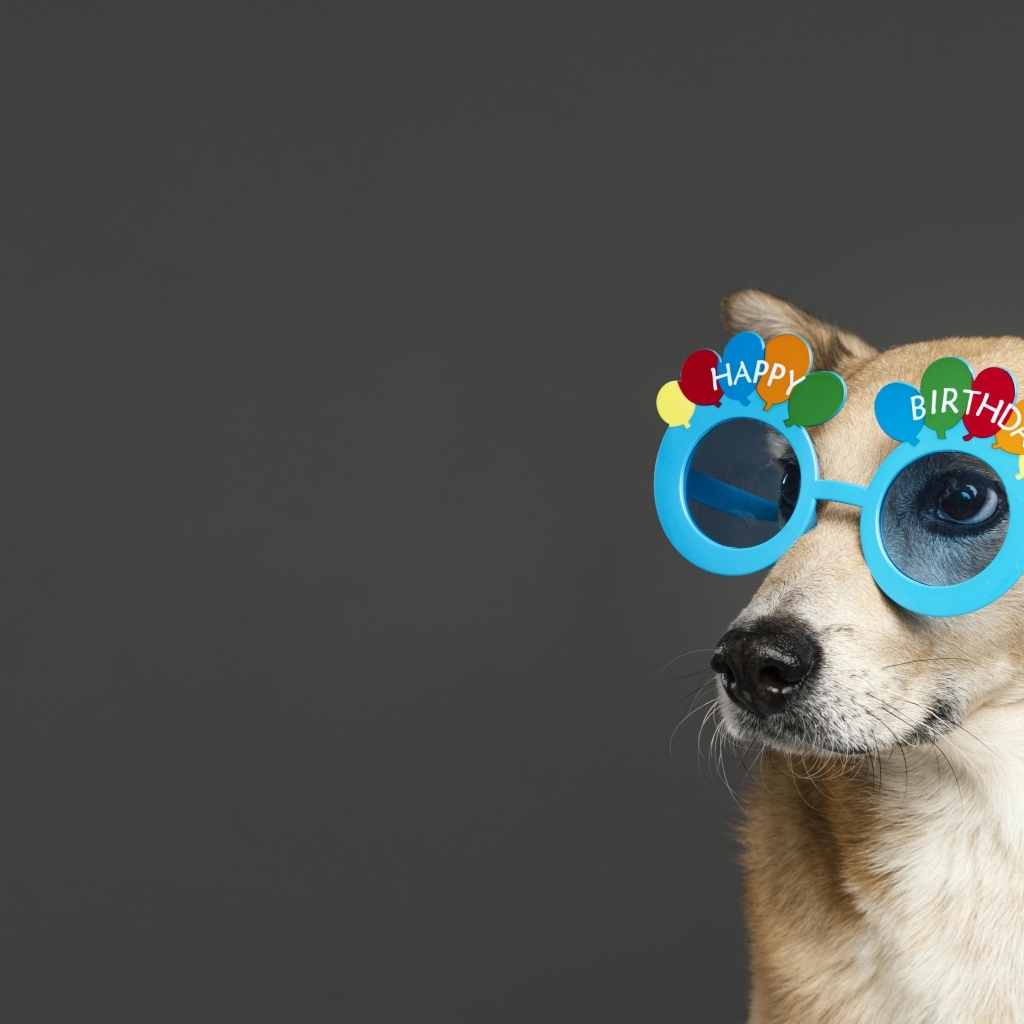 Рыжая собака в голубых очках на сером фоне