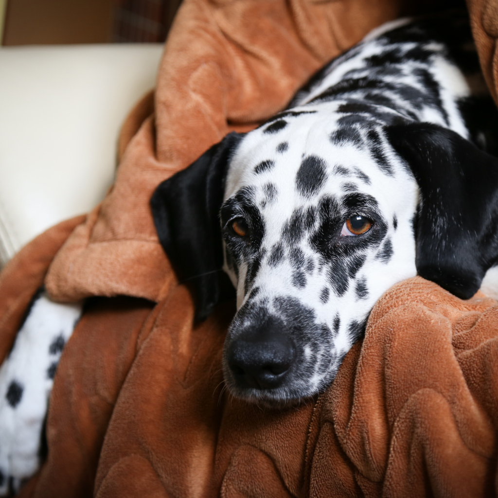 Грустный далматин лежит в кресле