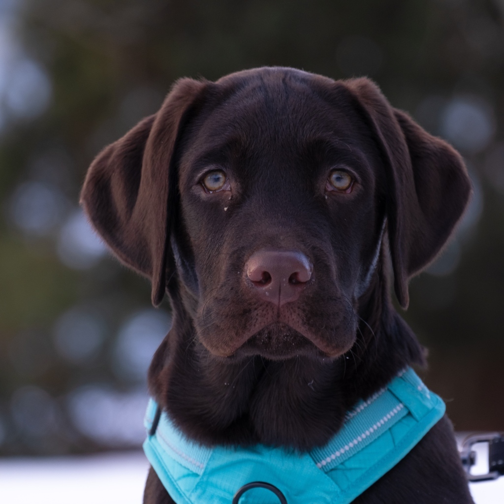 Грустный лабрадор зимой