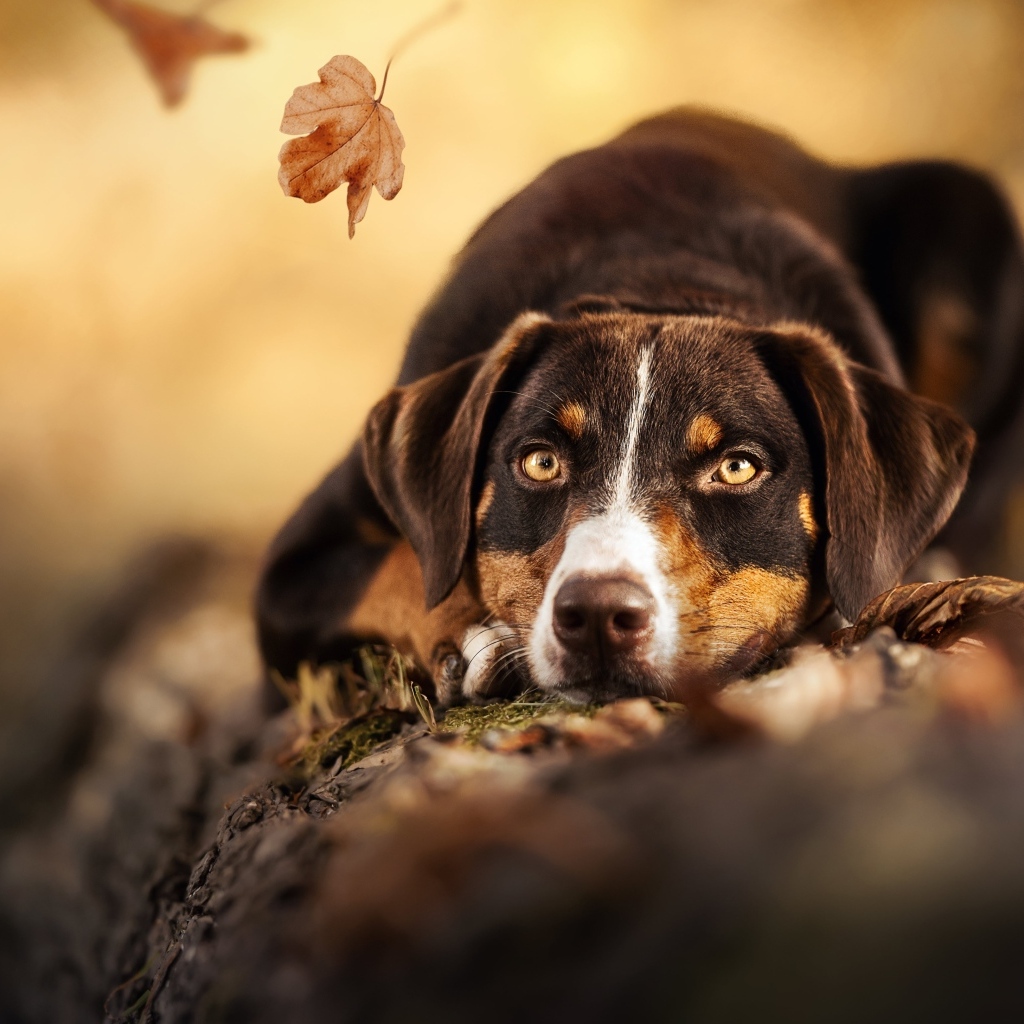 Грустная собака лежит на земле в парке