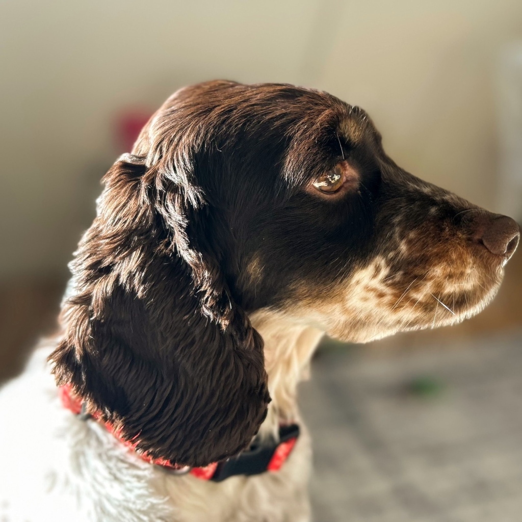 Грустные глаза у домашнего спаниеля