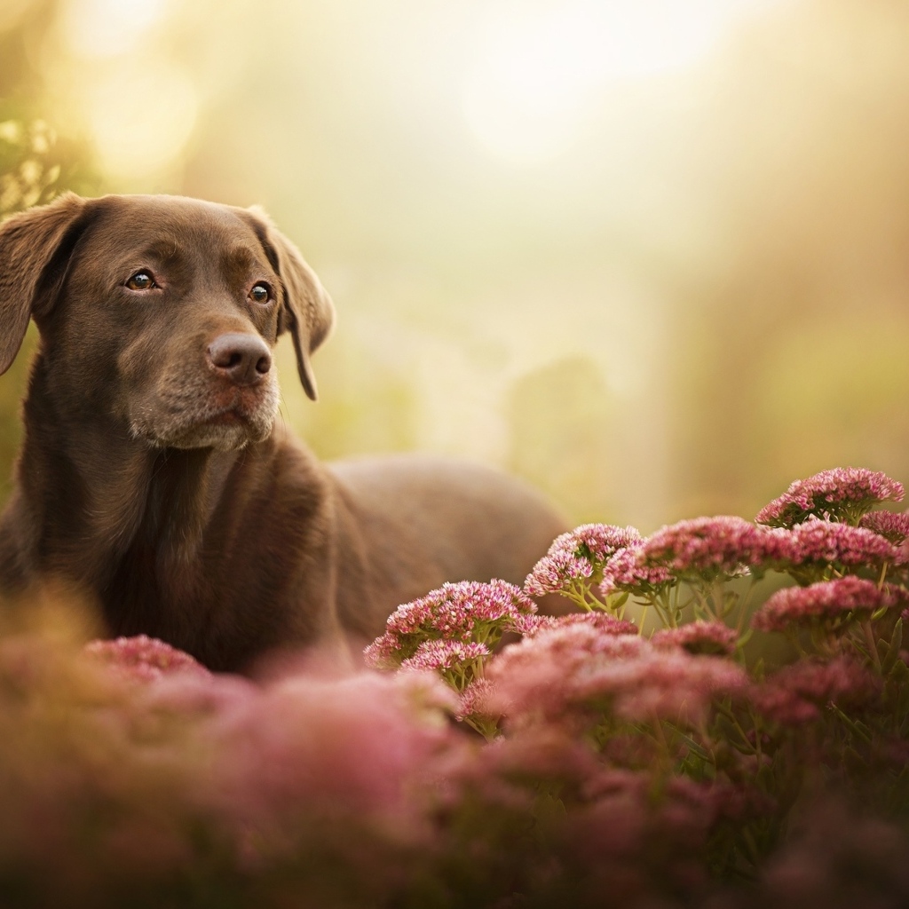 Грустный лабрадор в розовых цветах 