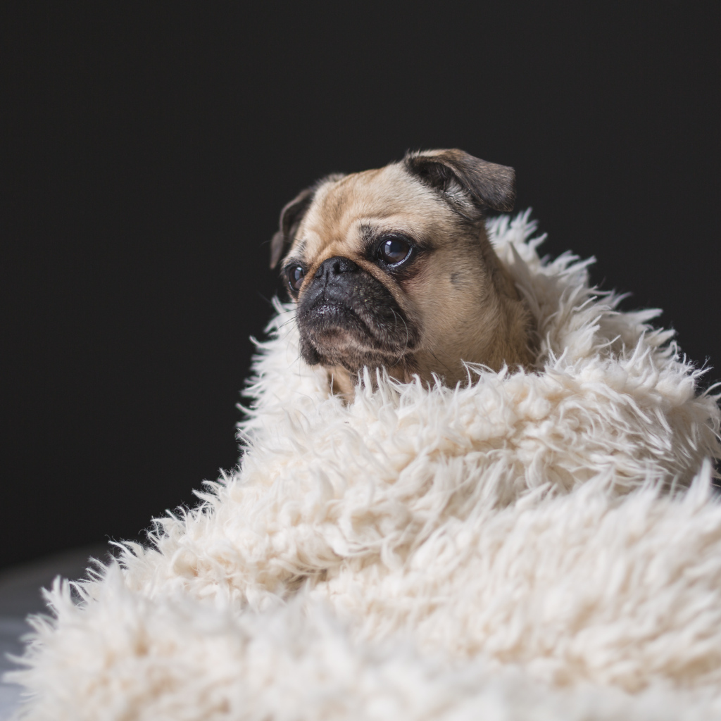 Грустный мопс укутан в белое меховое покрывало 