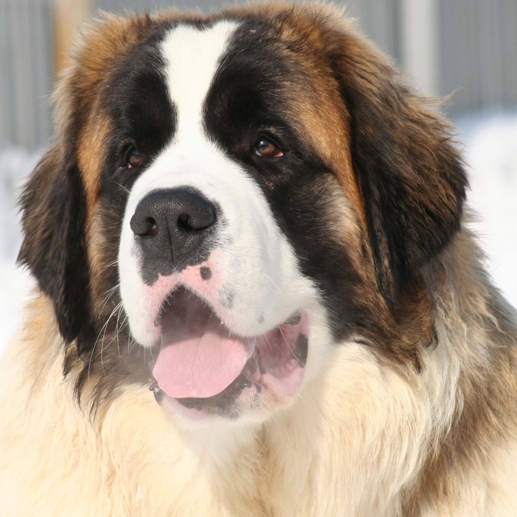 Собака породы сенбернар с высунутым языком