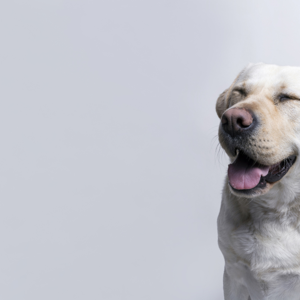 Довольный золотистый ретривер с закрытыми глазами на сером фоне