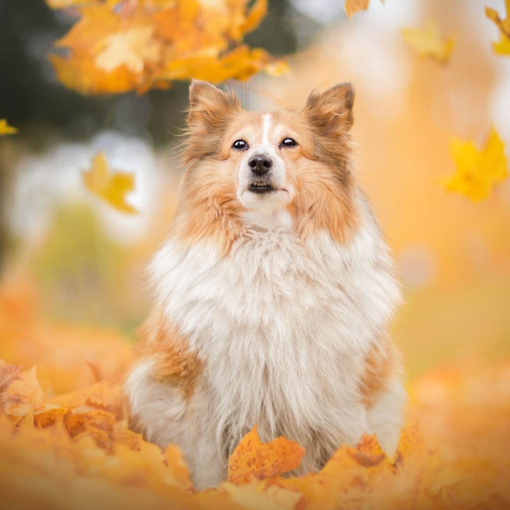 Шотландская овчарка сидит в осенних листьях