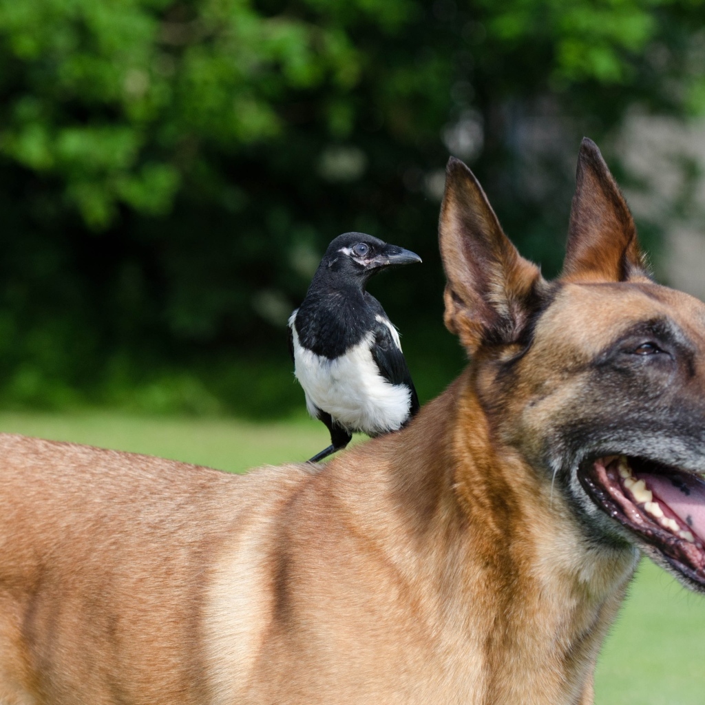 Овчарка с сорокой на спине