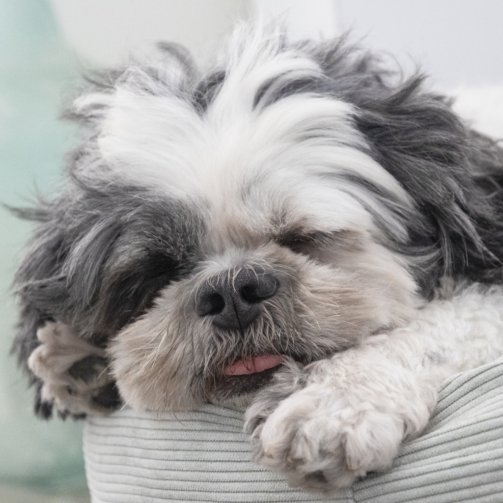 Собака породы ши-тцу спит на лежанке