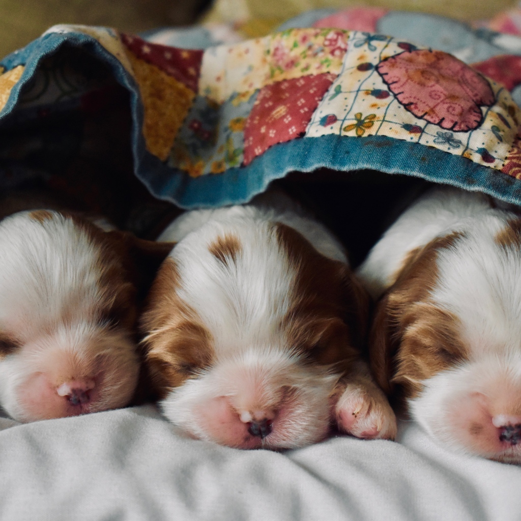 Три маленьких спящих щенка под одеялом