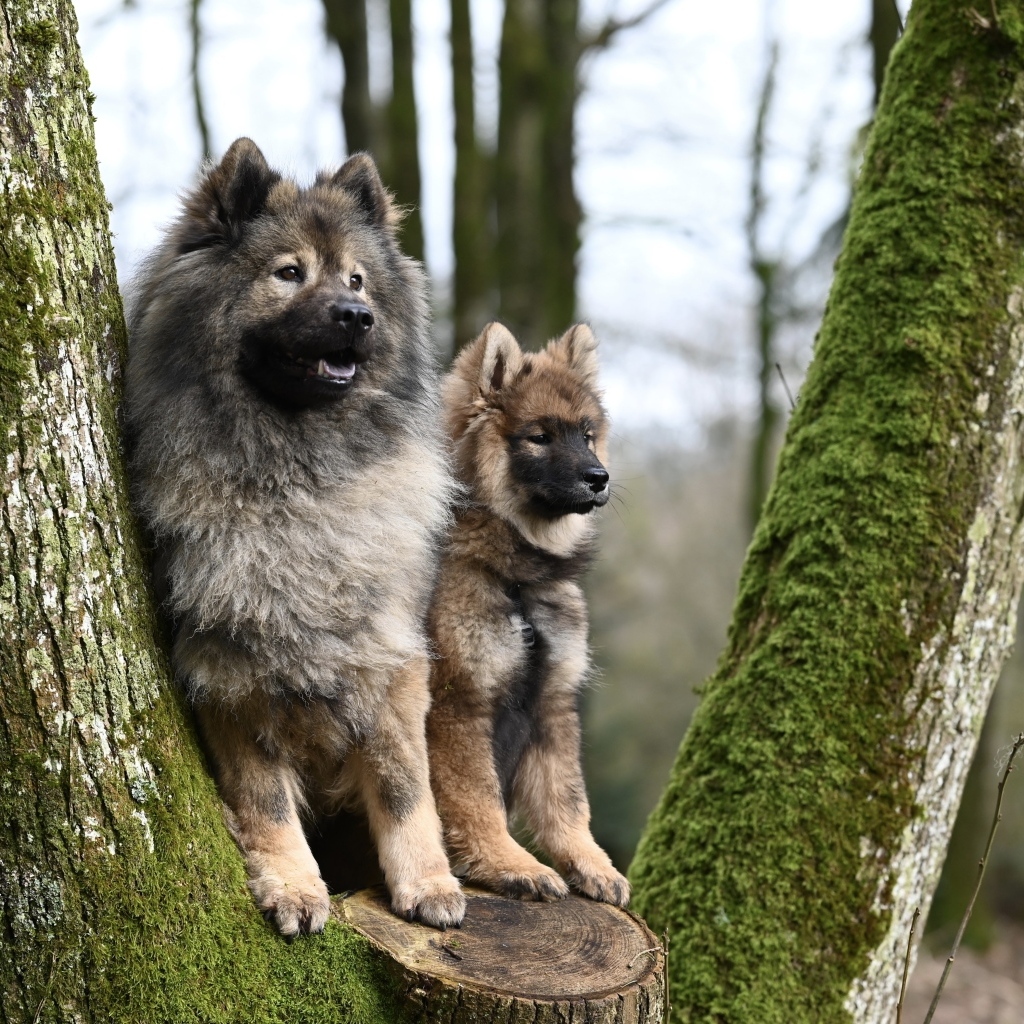 Две собаки породы евразийский плинн у дерева