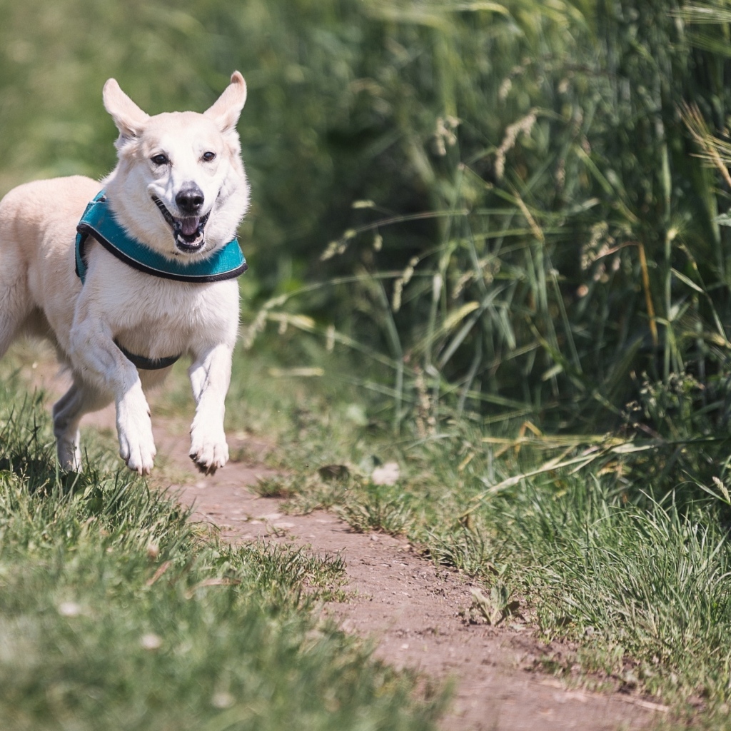 Белая собака бежит по тропинке