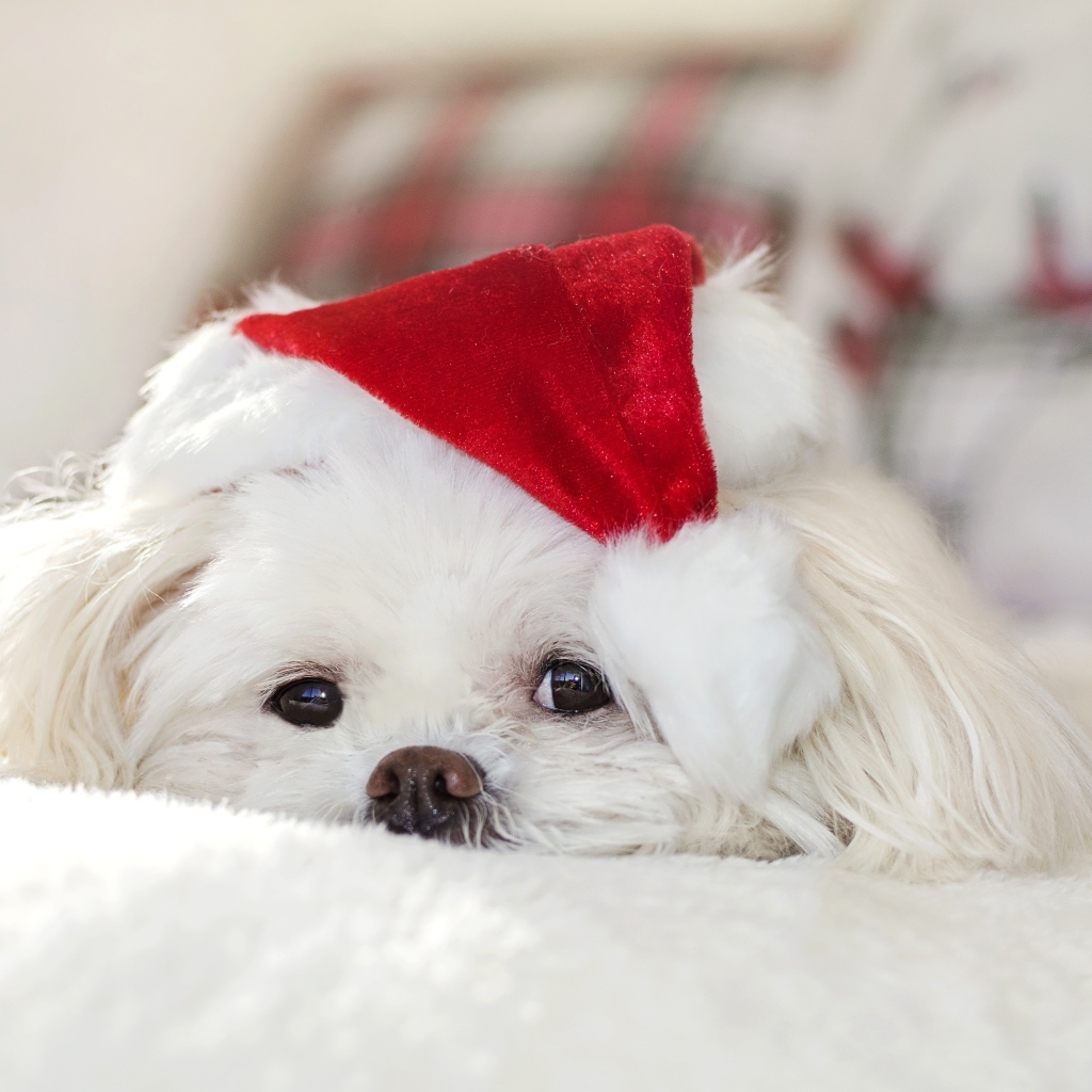 Белая собака с новогодним колпаком на голове