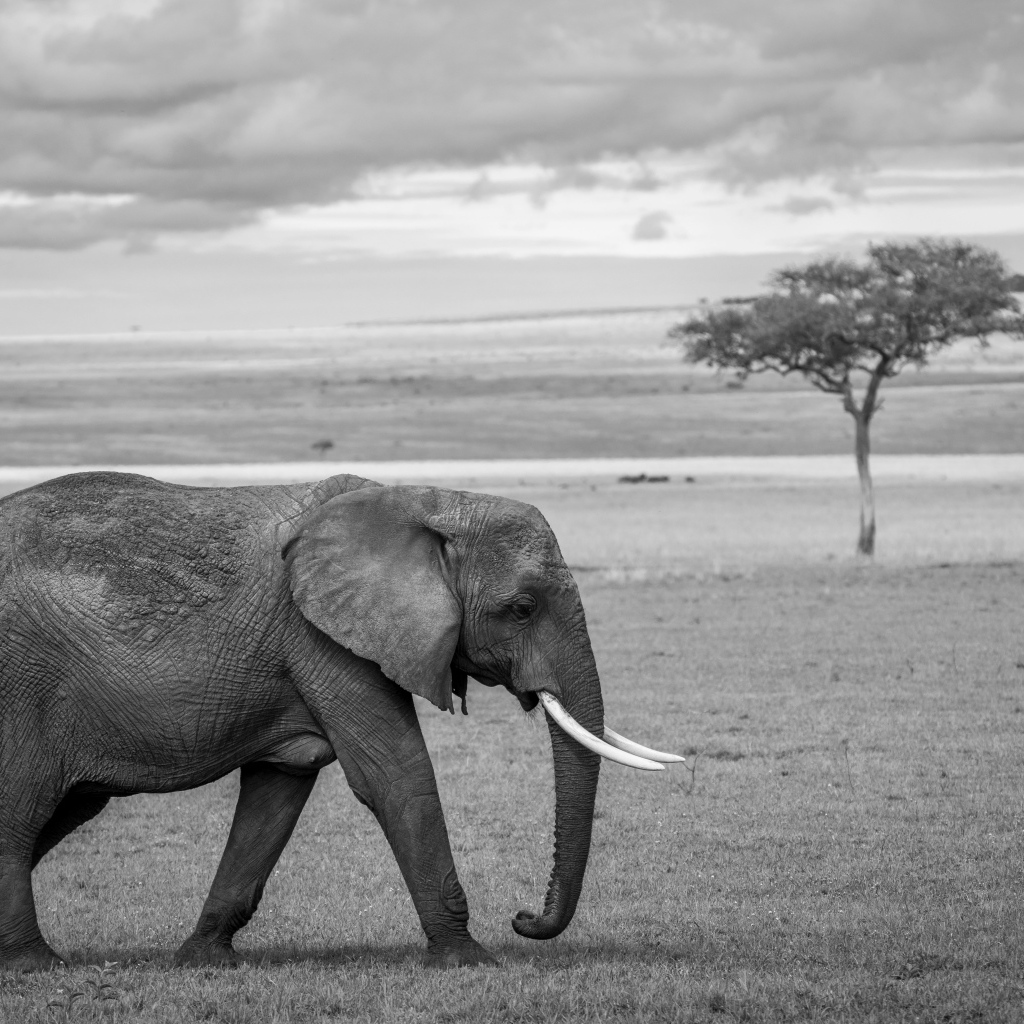 Большой серый слон в Африке