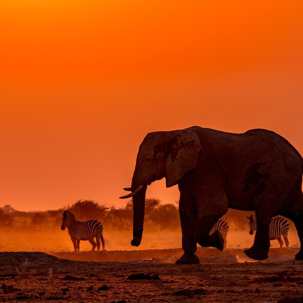 Слоны и зебры в Африке в сумерках
