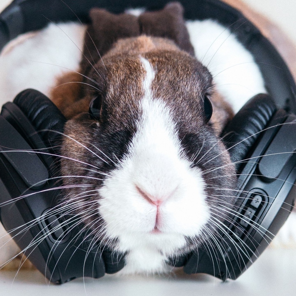 Декоративный кролик с большими черными наушниками